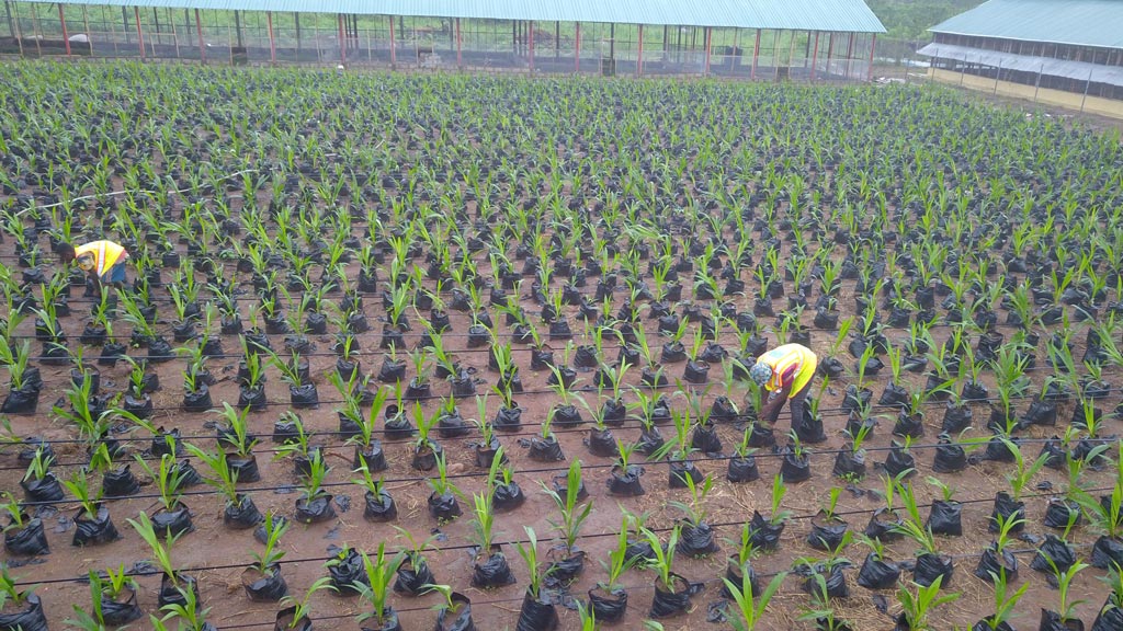 Development Of 20 000 HA Oil Palm Plantation SAO development-of-20-000-ha-oil-palm-plantation-sao