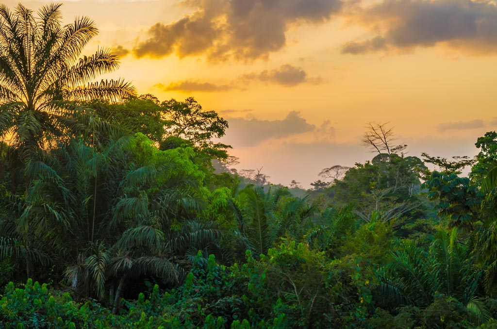 rejuvenation-of-degraded-100-ha-forest-reserve-sao